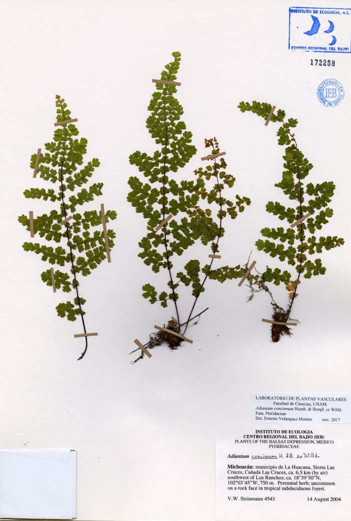 Adiantum concinnum
